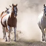 Tatil Evi Ranchhouse Bubble - Westernstable - Horse Elterlein