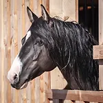Ranchhouse Bubble - Westernstable - Horse Tatil Evi *